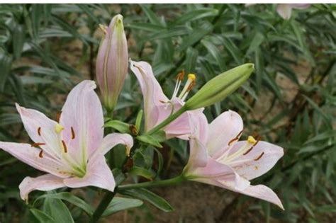 百合花是完全花嗎|百合花是完全花还是不完全花